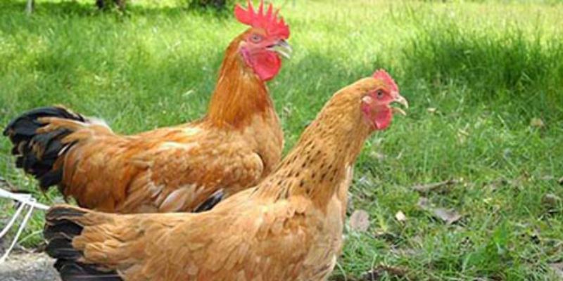 Nơi ở của gà cần được thiết kế tránh gió để tránh lây nhiễm