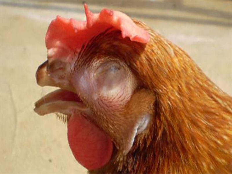 Dấu hiệu nhận biết bệnh CRD ở gà rất đặc trưng