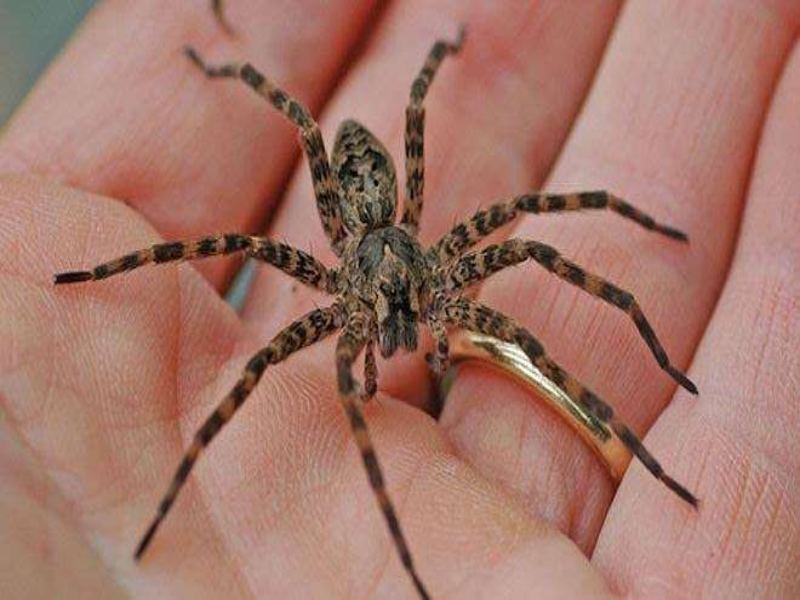 Ý nghĩa con nhện trong phong thủy là gì?   