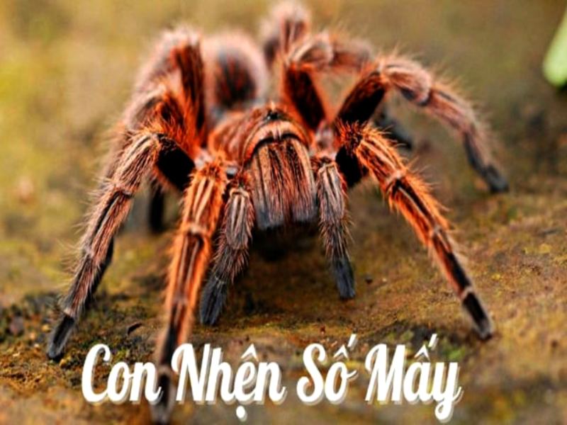 Con nhện số mấy bạn có biết?